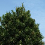 Memories Trim the Christmas Tree