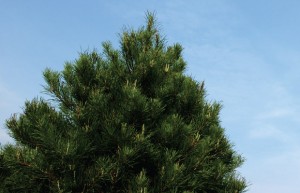 Christmas_tree_enthusiast
