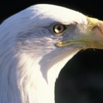 Eagles Fly High in Illinois