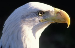 eagles_fly_high_illinois