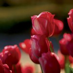 How to Garden on the Cheap