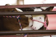 Showing Animals at Illinois State Fair