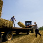 A Hayfield of Dreams