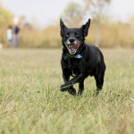 Caring For Your Pet During the Dog Days of Summer