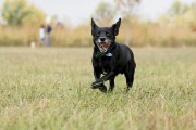 Healthy dog running