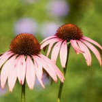 Pinching and Deadheading Your Plants