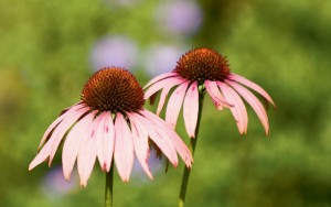The 434-acre North Carolina Arboretum (100 Frederick Law Olmsted Way) is bounded by the mountains and graced by 1.8 miles of the Bent Creek stream.