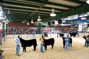 Showing Animals at Illinois State Fair