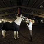 Lipizzans Have an Air About Them