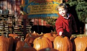 4-year-old Dylan Beilfuss looks for a pumpkin at The Pumpkin Patch in Caledonia, Illinois.