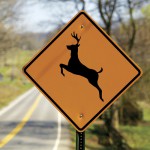 Beware of Wildlife When Driving