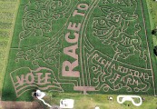 Cornfield