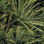 Farm Facts: Evergreens