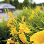 Guerilla Gardens Replace Eyesores