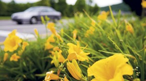 Guerilla gardening