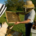 Sweet Life of Beekeeping