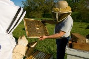 Dan and Janet Hart (members of Heart of Illinois Beekeepers Association) work with their bees at their home in Brimfield, Illinois.