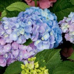 When Your Garden is Feeling a Bit Blue