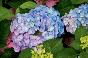 Kikko Blue Hydrangeas