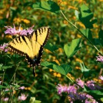 Back to Nature in Mattoon