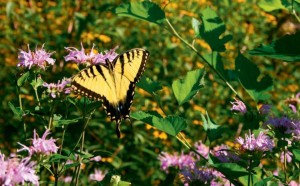 Douglas Hart Nature Center in Mattoon, Illinois