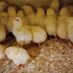 Spring Chicken: Fun Facts About Chickens