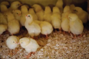Day-old chicks are kept under a heat lamp at Dennis and JoAnn Dickman's farm in Herscher, IL. According to the Dickmans, the pastured chickens mature faster a bigger than normal store-bought chickens.