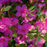 Picture-Perfect Azaleas