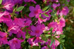 Azalea in Bloom at Honor Heights Park.