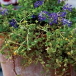 Container Garden Excitement