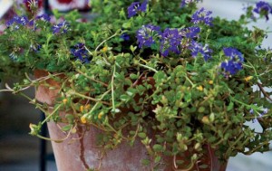Container flower gardens contain "thrillers" or tall plants. "fillers" to fill the space and "spillers" to cascade out of the container. This pot uses Lillies, verbena and sedum.