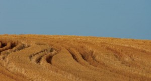 Wheat fields in Illinois