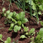 Raised Beds Grow in Popularity