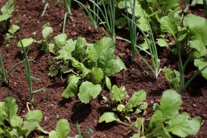 Raised bed gardens grow in popularity.