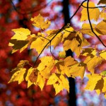 Why Leaves Change Color in the Fall