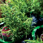 Rosemary, a Versatile Winter Herb