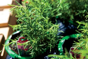 rosemary plants
