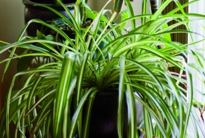 houseplant