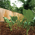 When to Plant Springtime Vegetables