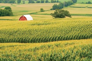 Corn Field