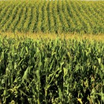 Corn by the Numbers