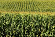 Cornfield in Illinois - September