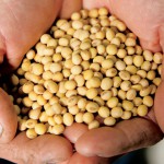 Farm Focus: Soybeans