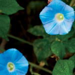 6 Common Gardening Mistakes to Avoid