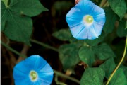 morning-glory
