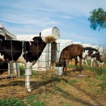 Dairy Farm Fun Facts