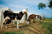 Cows at a Dairy Farm in Greenville, Illinois