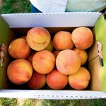 Illinois Fruit Calendar: Ripe and Ready for Summer