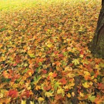 Fall Lawn Care Tips