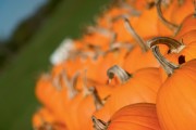 Pumpkins grow in a pumpkin patch